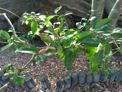 Cinnamomum yabunikkei