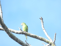 Brotogeris versicolurus