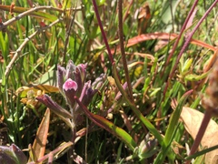 Chloropyron maritimum palustre