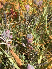 Chloropyron maritimum palustre