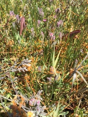 Chloropyron maritimum palustre