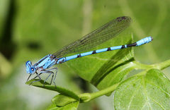 Argia agrioides