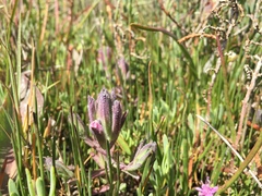 Chloropyron maritimum palustre