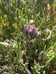 Chloropyron maritimum palustre