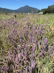 Chloropyron maritimum palustre
