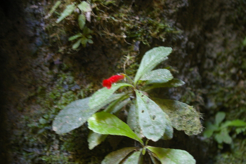 Image of Gesneria cuneifolia by no rights reserved