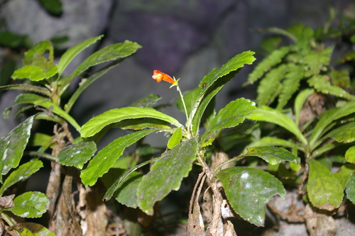 Image of Gesneria cuneifolia by no rights reserved