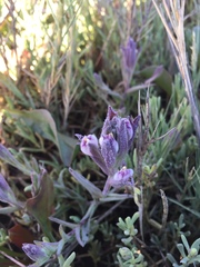 Chloropyron maritimum palustre