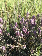 Chloropyron maritimum palustre