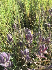 Chloropyron maritimum palustre