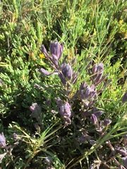 Chloropyron maritimum palustre