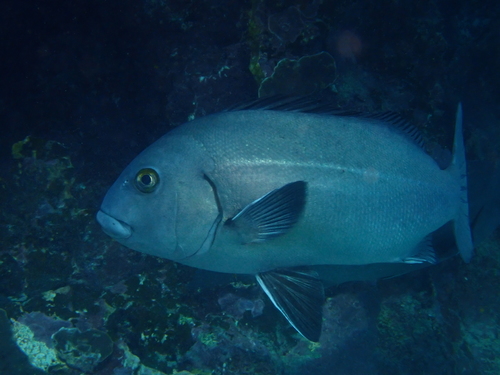 Plectorhinchus caeruleonothus