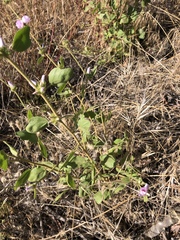 Malacothamnus densiflorus