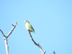 Brotogeris versicolurus