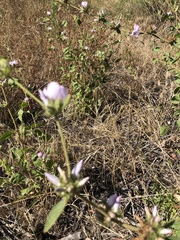 Malacothamnus densiflorus