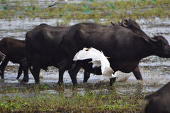 Bubulcus ibis coromandus