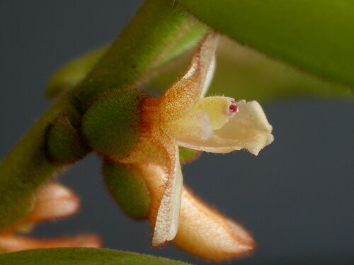 Trichotosia velutina