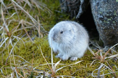 Northern Collared Lemming