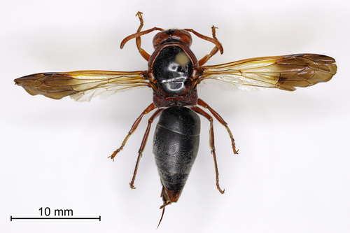 Rhynchium marginellum sabulosum