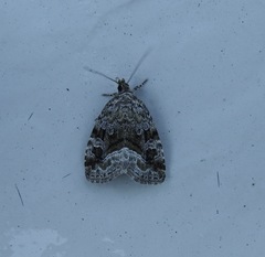 Protodeltote muscosula