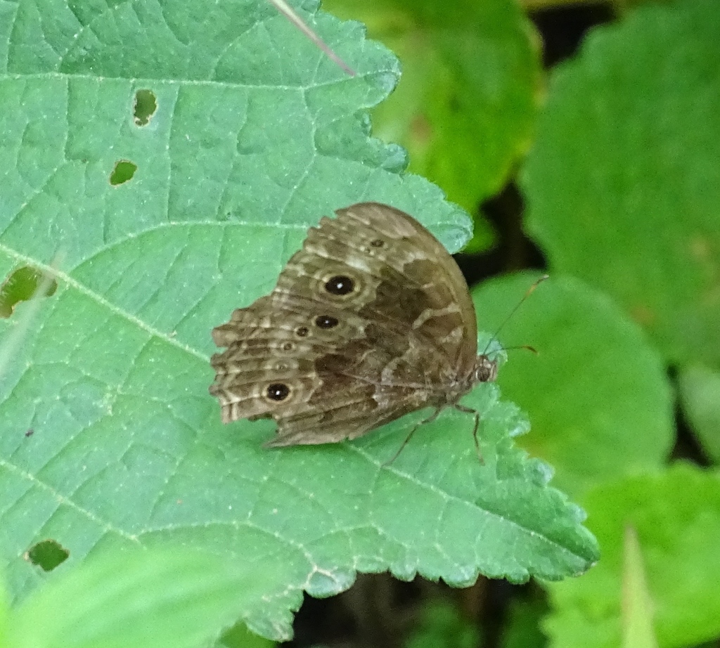 Bicyclus dentata