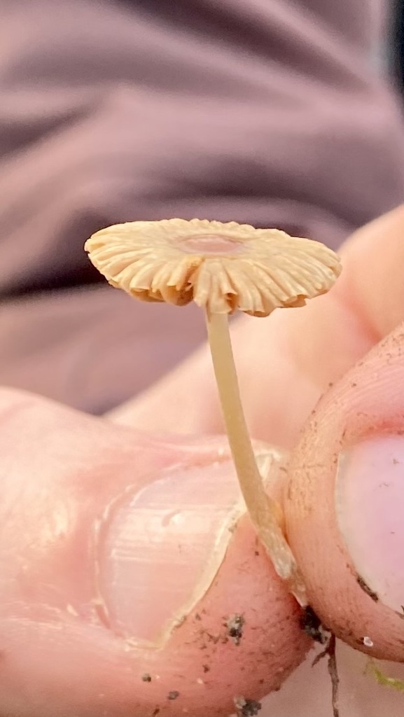 Pholiotina sulcata