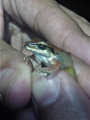 Craugastor metriosistus