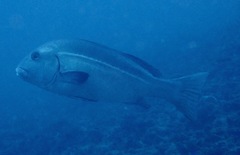 Plectorhinchus caeruleonothus
