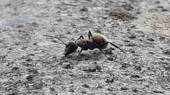 Camponotus arboreus