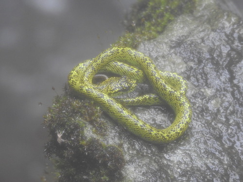 Black-speckled Palm Pit Viper