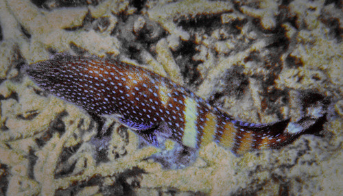 Peacock Grouper, Mārō'ē, Huahine, French Polynesia, photo 10 of 10