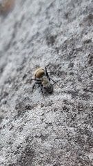 Camponotus arboreus