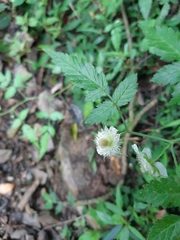 Rubus cardotii