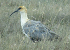 Theristicus branickii
