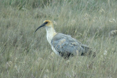 Theristicus branickii