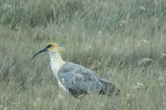 Theristicus branickii
