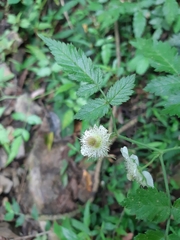 Rubus cardotii