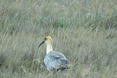 Theristicus branickii