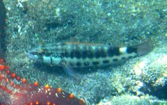 Serranus psittacinus