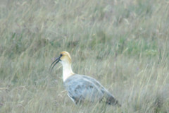 Theristicus branickii