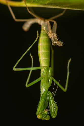 Dot-Winged Mantis