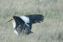 Theristicus branickii