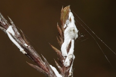 Paraferrisia podocarpi