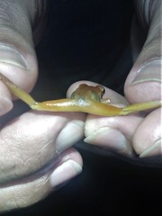 Craugastor metriosistus