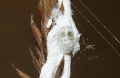 Paraferrisia podocarpi