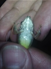 Craugastor metriosistus