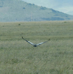 Theristicus branickii