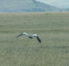 Theristicus branickii