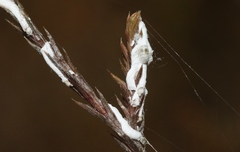 Paraferrisia podocarpi