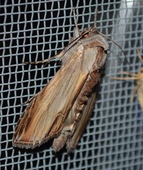 Cucullia convexipennis